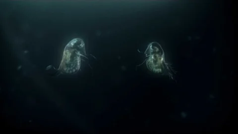 Toyota Prius "Water Flea"